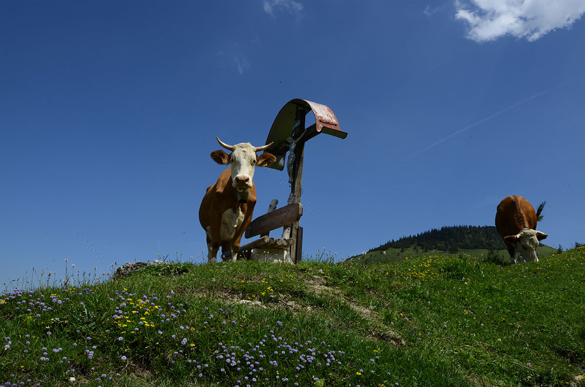 Kühe am Gipfel